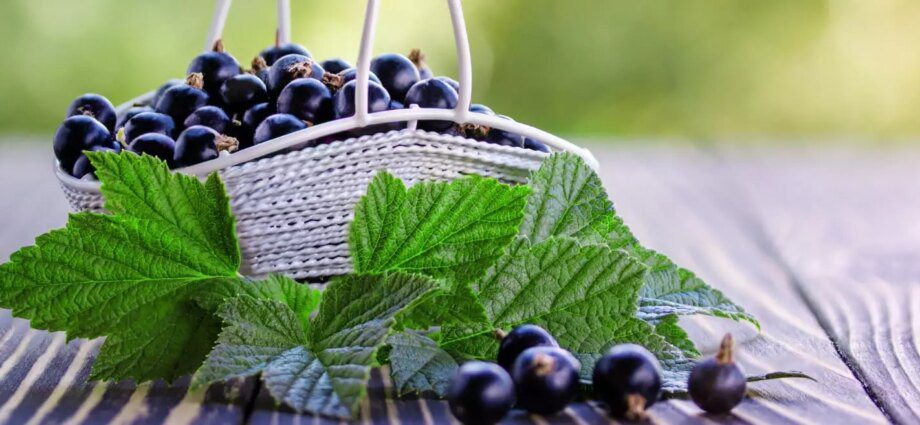 Black currant: benefits and harms to human health