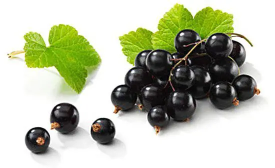 Black currant: benefits and harms to human health