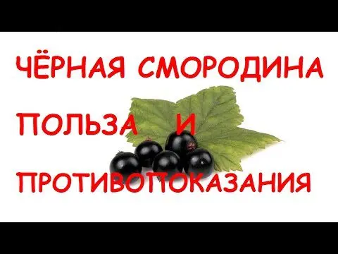 Black currant: benefits and harms to human health