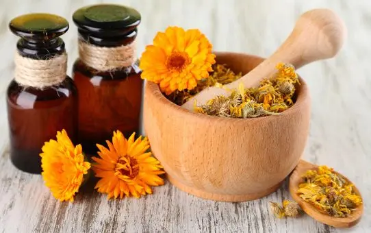 Calendula: health benefits and harms, tips