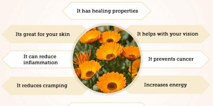 Calendula: health benefits and harms, tips