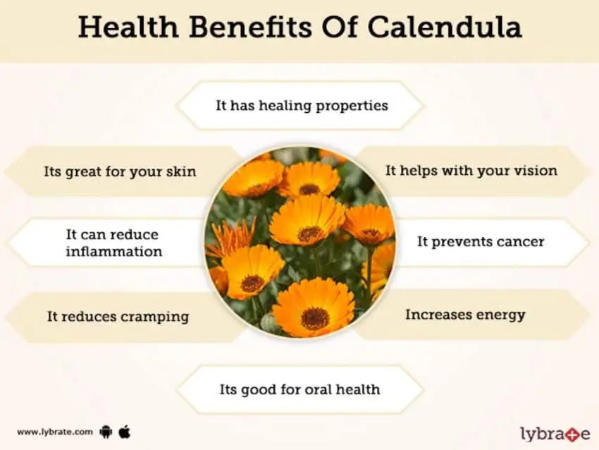 Calendula: health benefits and harms, tips