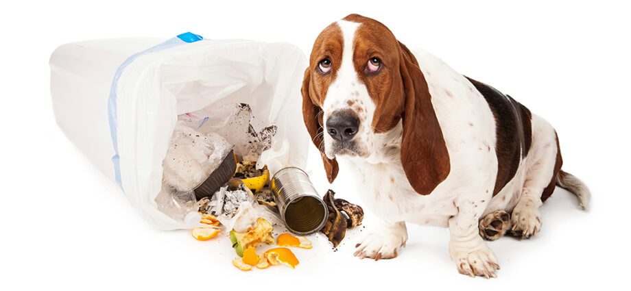 Can people, birds and animals eat moldy bread?