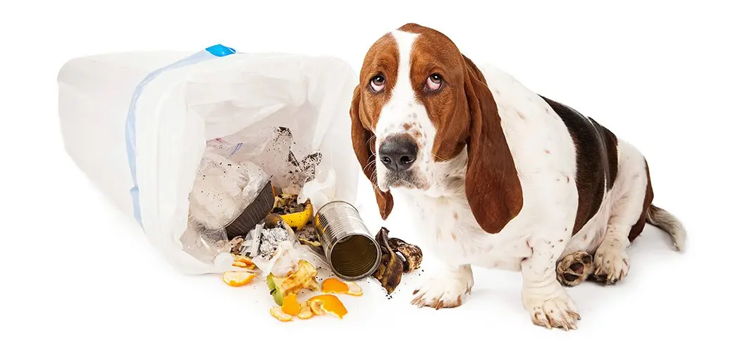 Can people, birds and animals eat moldy bread?