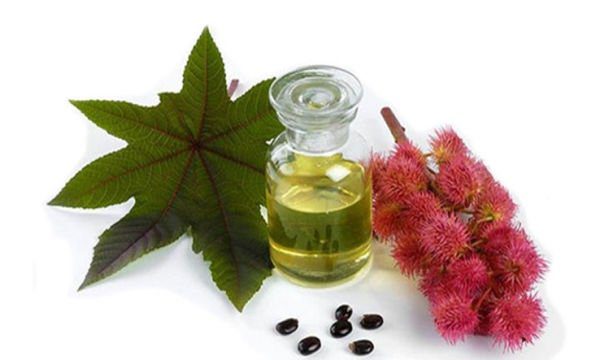 Castor oil: benefits and harms, application, video