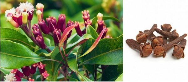 Clove spice: medicinal properties and contraindications, tips