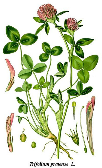 Clover: types, medicinal properties, application, advice, video