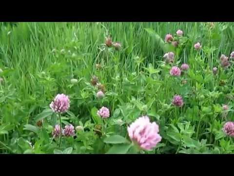 Clover: types, medicinal properties, application, advice, video