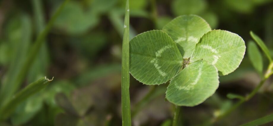 Clover: types, medicinal properties, application, advice, video