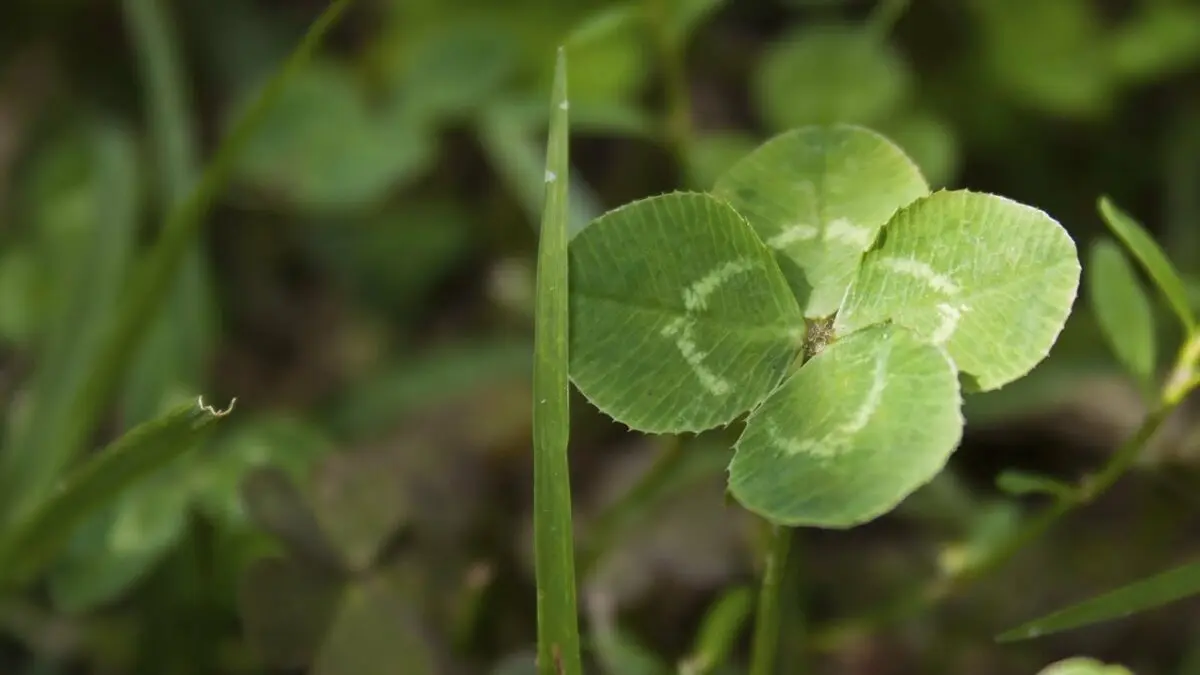 Clover: types, medicinal properties, application, advice, video