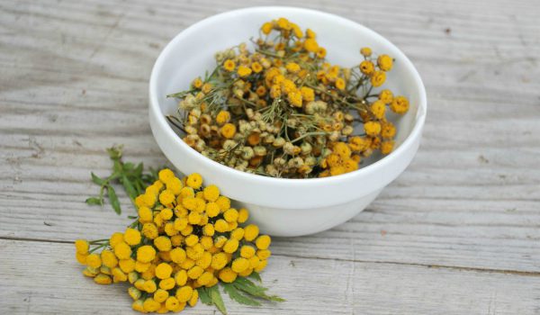 Common tansy: medicinal properties and application