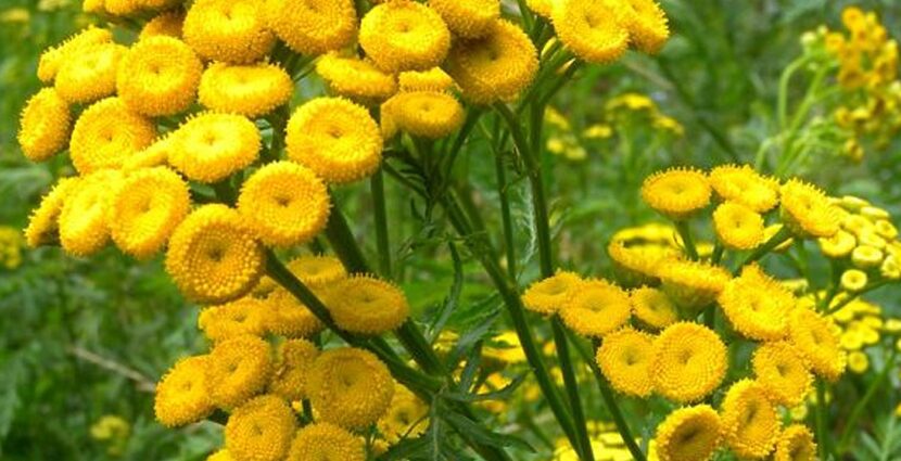 Common tansy: medicinal properties and application