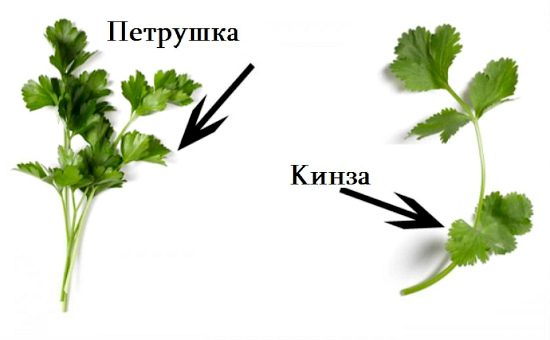 Coriander: health benefits, medicinal properties, uses