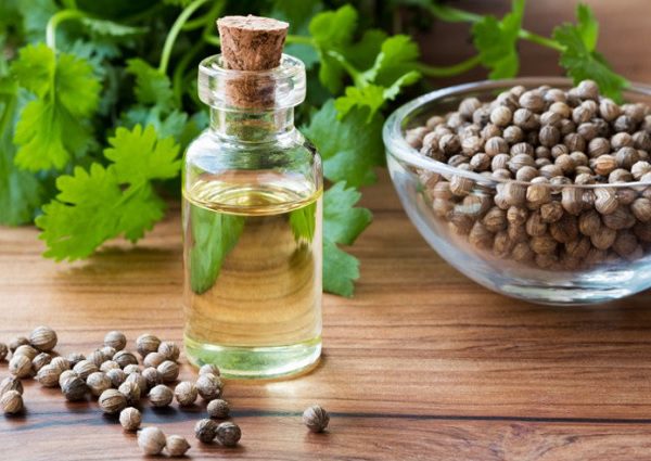 Coriander: health benefits, medicinal properties, uses