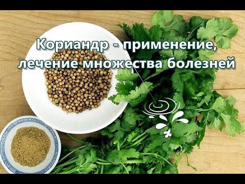 Coriander: health benefits, medicinal properties, uses