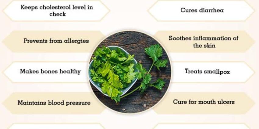 Coriander: health benefits, medicinal properties, uses