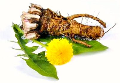 Dandelion: healing properties, composition, application