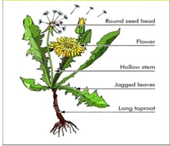 Dandelion: healing properties, composition, application