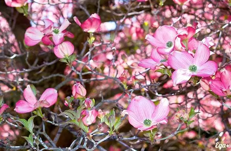 Dogwood: benefits and harms to human health, video