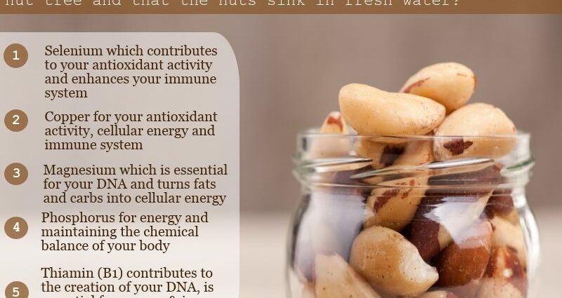 Makan kacang Brazil: 9 manfaat kesehatan yang mengejutkan