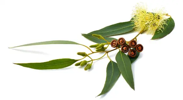 Eucalyptus leaves: medicinal properties and contraindications