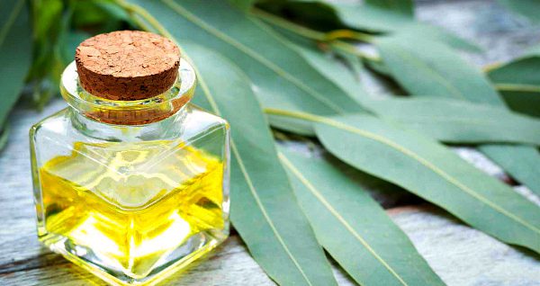 Eucalyptus leaves: medicinal properties and contraindications