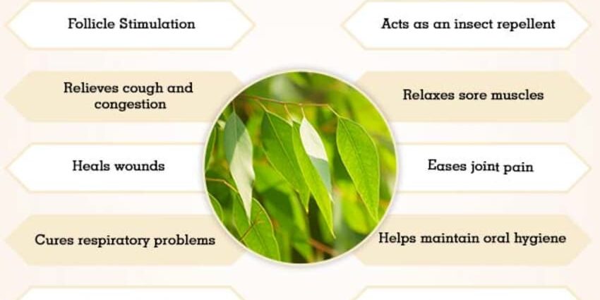 Eucalyptus leaves: medicinal properties and contraindications