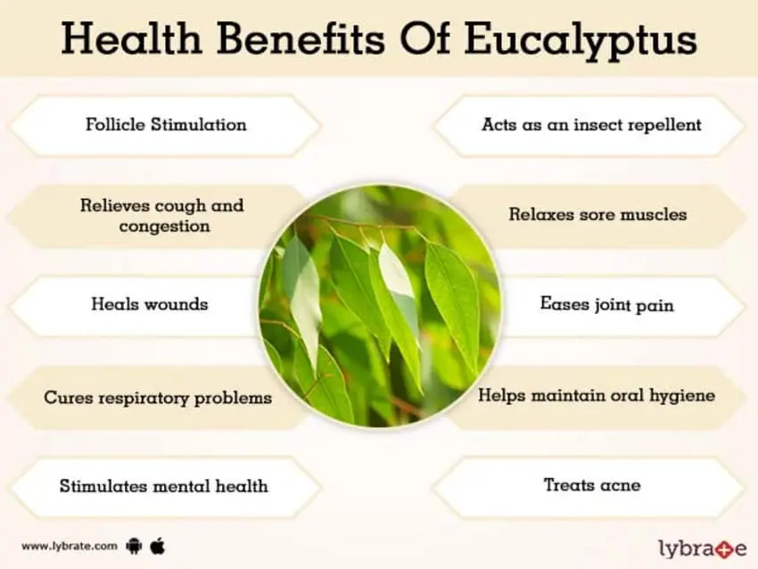 Eucalyptus leaves: medicinal properties and contraindications