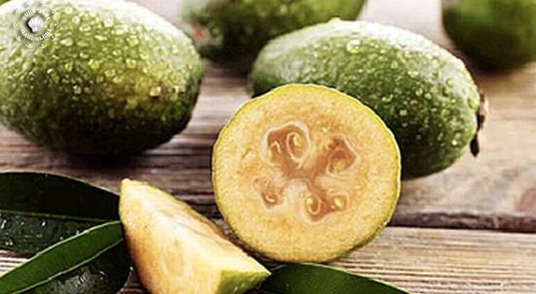 Feijoa: benefits and harms for the body, facts, video