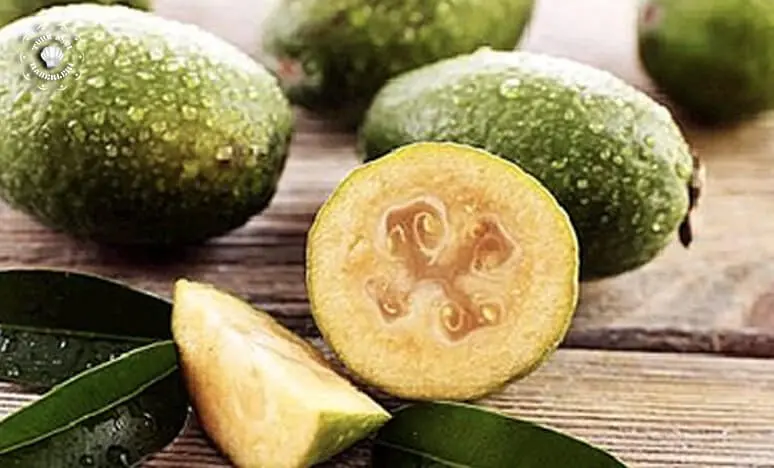 Feijoa: benefits and harms for the body, facts, video