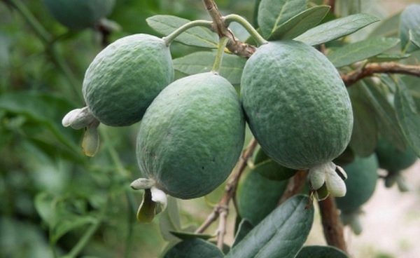 Feijoa: benefits and harms for the body, facts, video