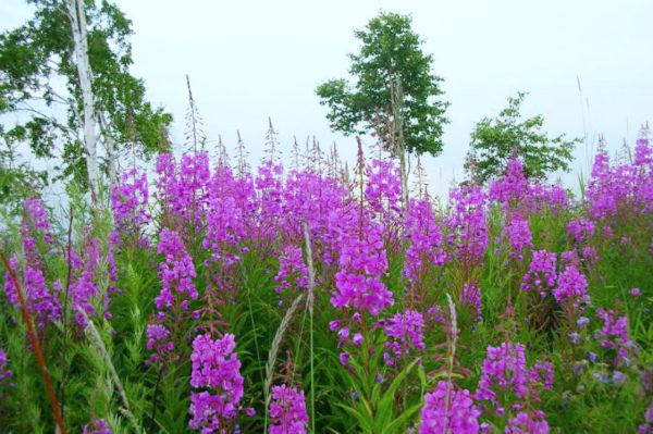 Fireweed: benefits and harms to health, application