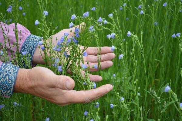 Flax seeds: medicinal properties and uses