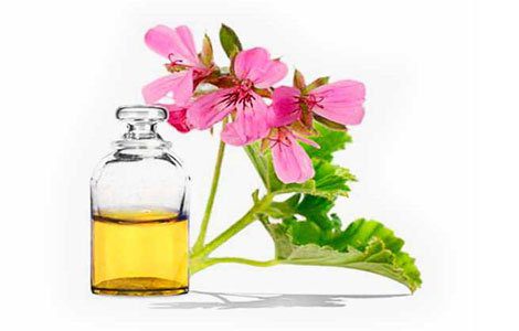 Geranium: medicinal properties and contraindications, tips