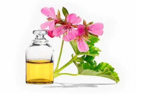 Geranium: medicinal properties and contraindications, tips