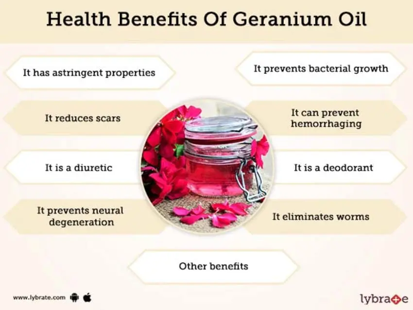 Geranium: medicinal properties and contraindications, tips