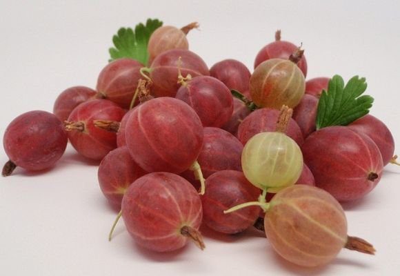 Gooseberry: health benefits and harms