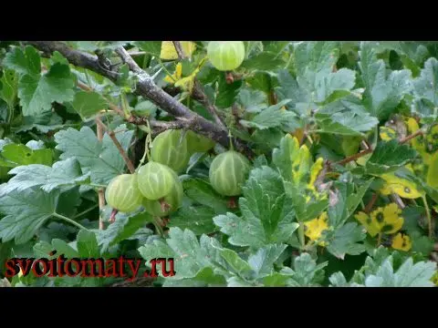 Gooseberry: health benefits and harms