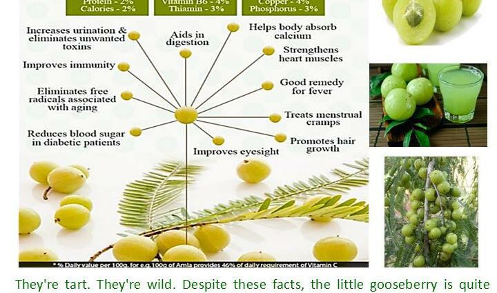 Gooseberry: health benefits and harms