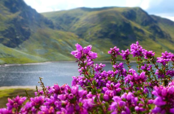 Heather: what kind of plant is it, useful properties, facts