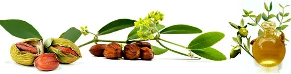 Jojoba oil: application for hair, recipes for masks