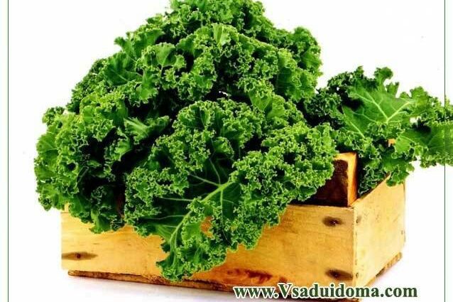 Kale cabbage: what it is, useful properties and how it is eaten