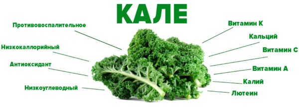 Kale cabbage: what it is, useful properties and how it is eaten