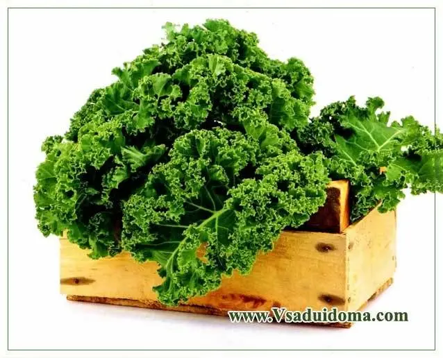 Kale cabbage: what it is, useful properties and how it is eaten