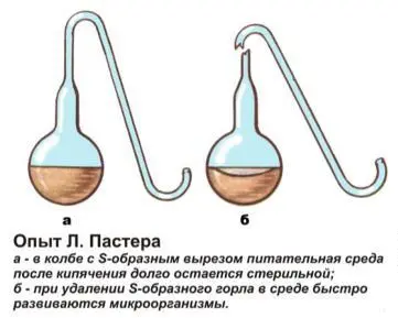 Louis Pasteur and his discoveries: interesting facts and videos