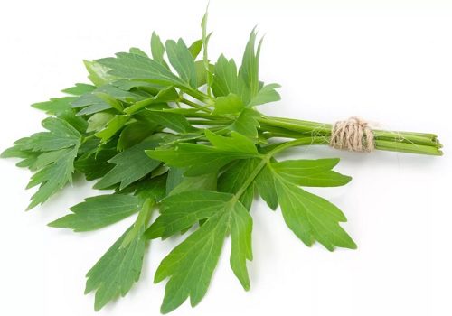 Lovage officinalis: application in traditional medicine