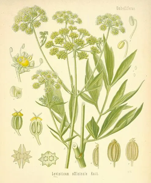 Lovage officinalis: application in traditional medicine