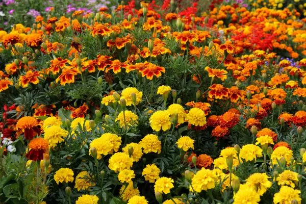 Marigolds: health benefits and harms, application