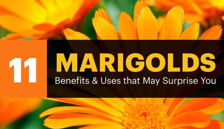 Marigolds: health benefits and harms, application