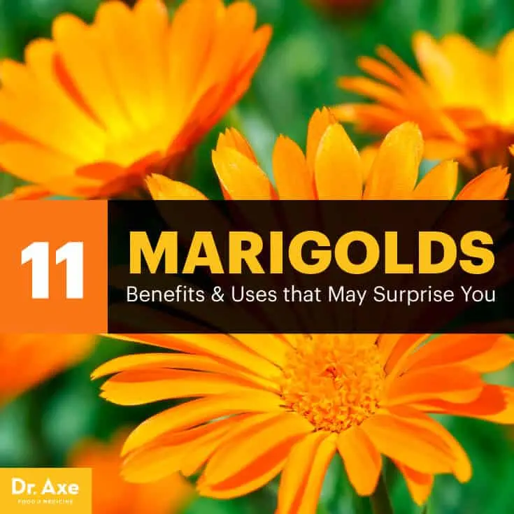 Marigolds: health benefits and harms, application